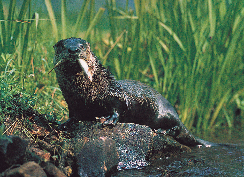 North American otter