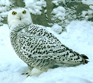 Snowy owl