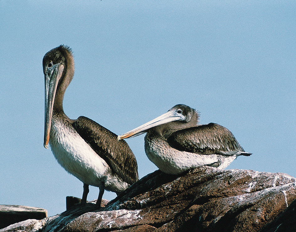 Brown pelicans