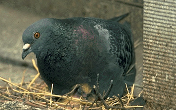 Pigeon on its nest