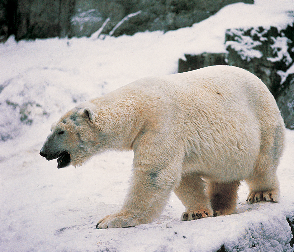 Polar bear on land