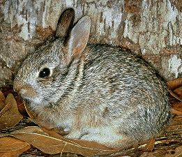 Young cottontail