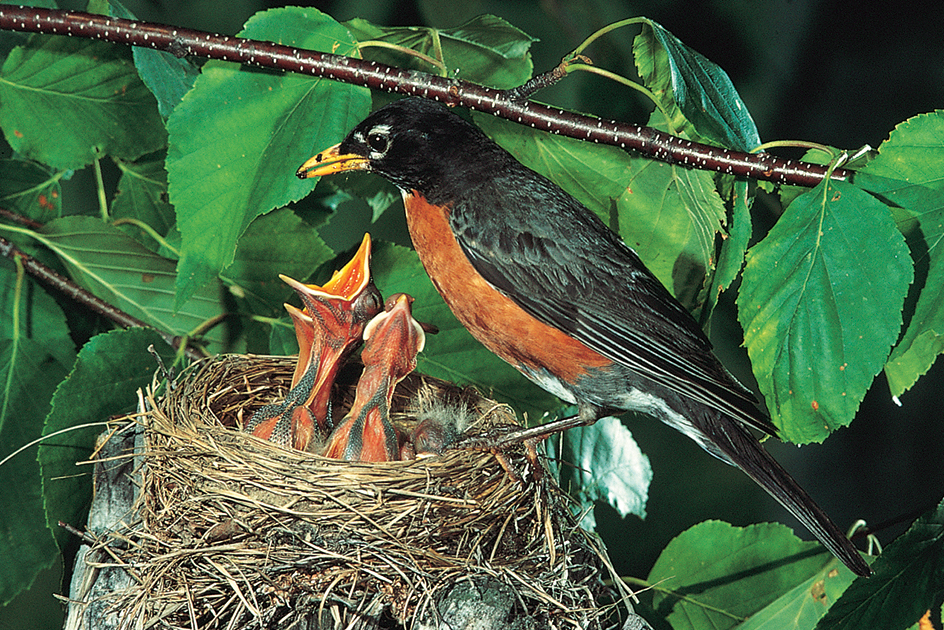 American robin