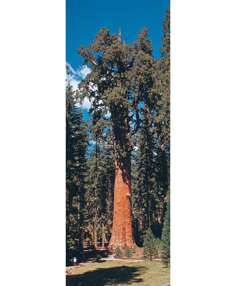 World's largest tree