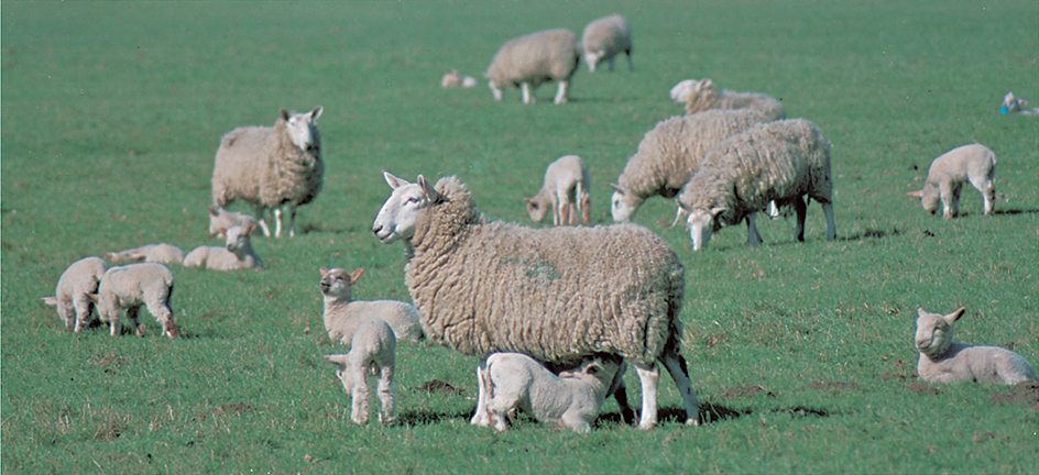 Cheviot and Leicester crossbreed sheep