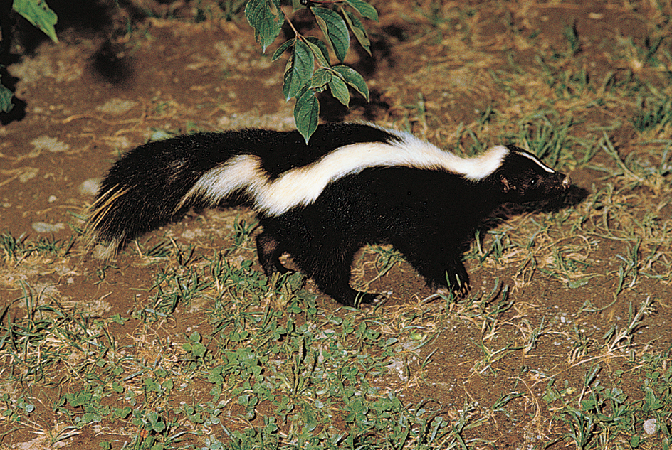 Striped skunk