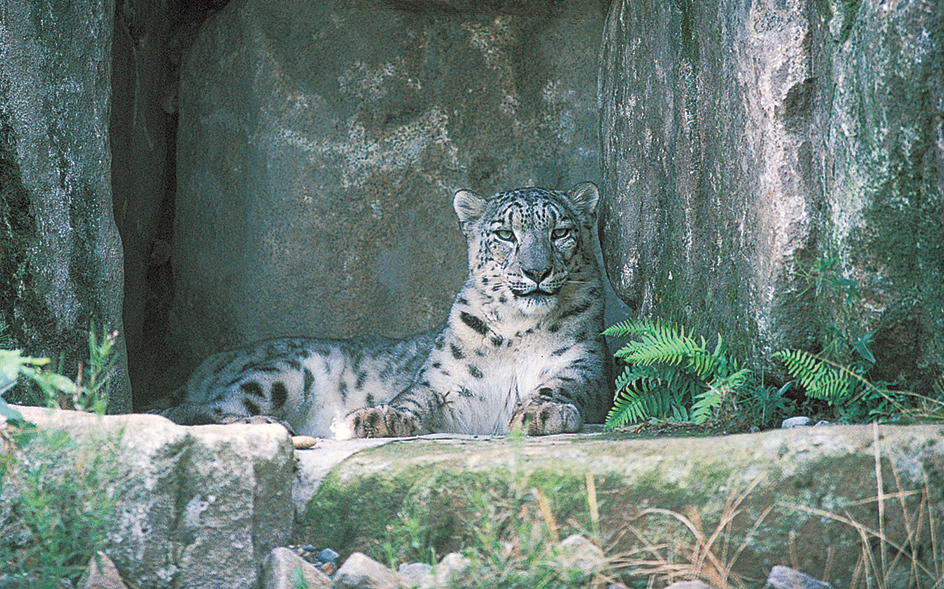 Snow leopard