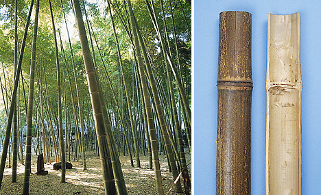 Bamboo