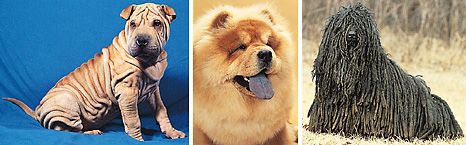 Dogs with unusual characteristics