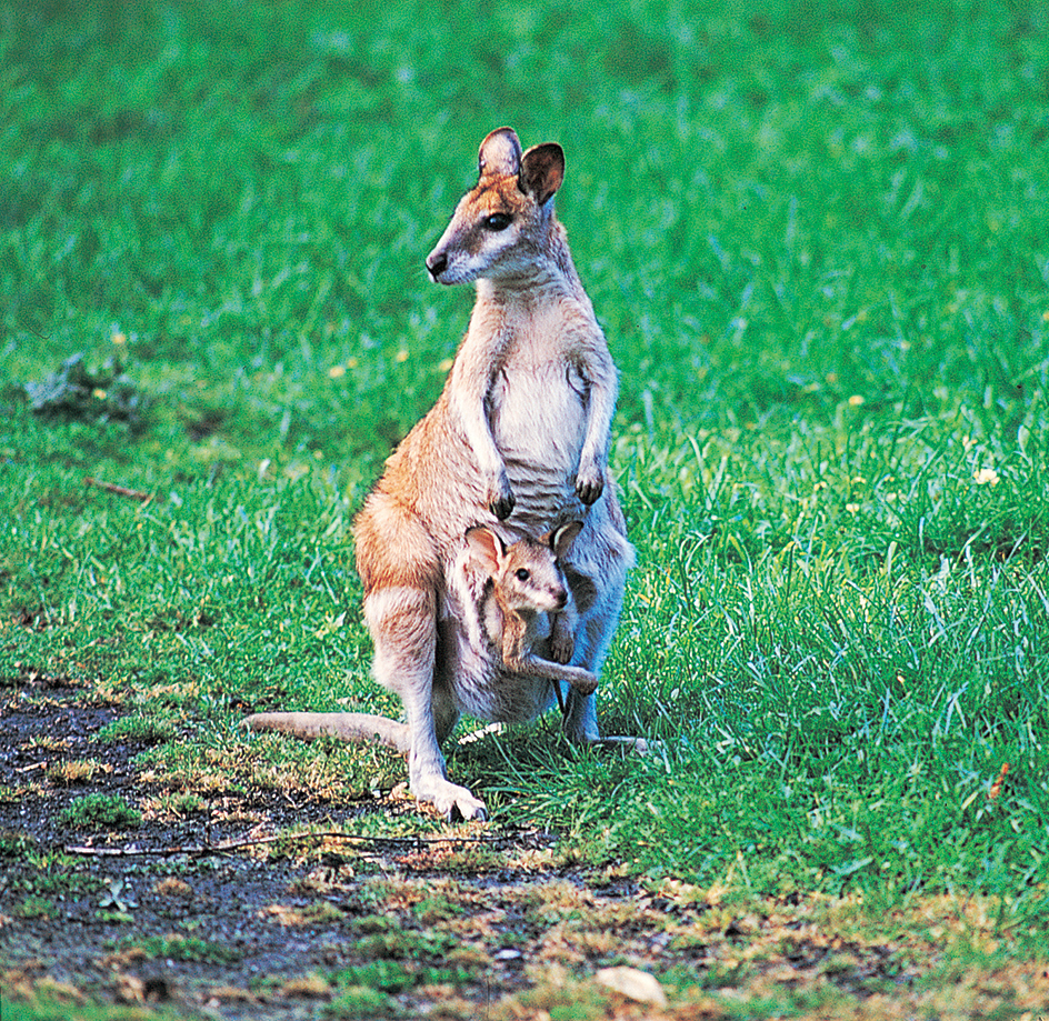 Wallaby mother