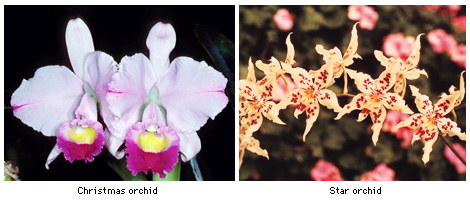 Some kinds of orchids