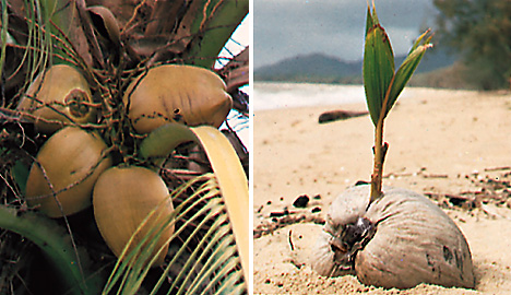 Coconuts