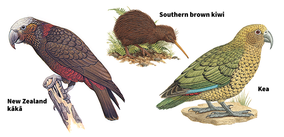 Birds of Australia and New Zealand