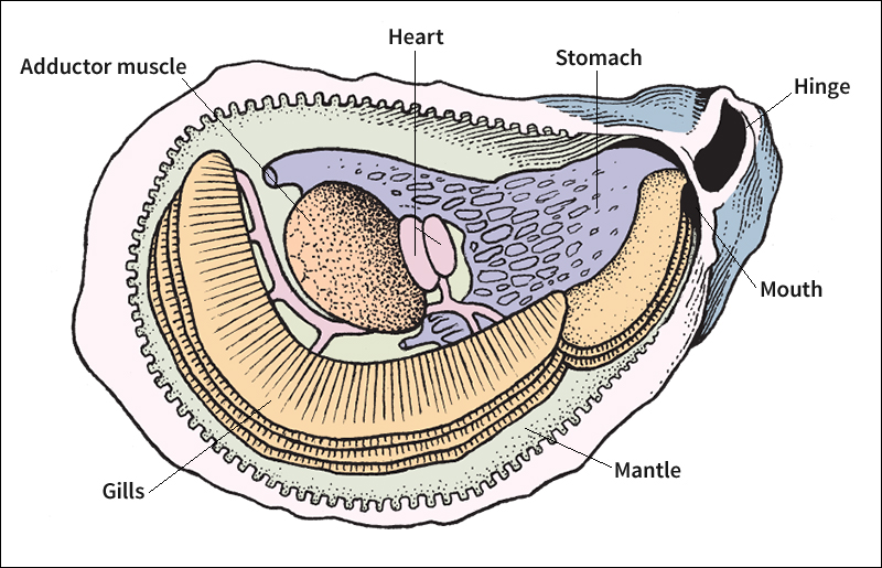 Body of an oyster