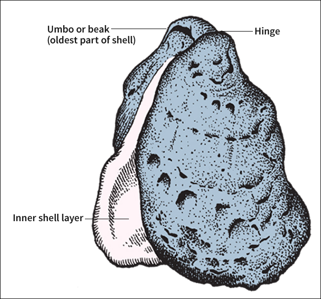 Parts of an oyster shell