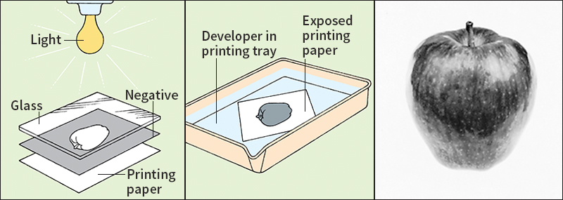 How a black-and-white film photograph is printed