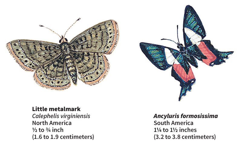 Metalmark butterflies