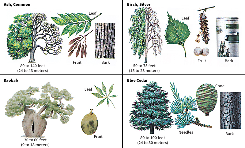 Trees from other parts of the world