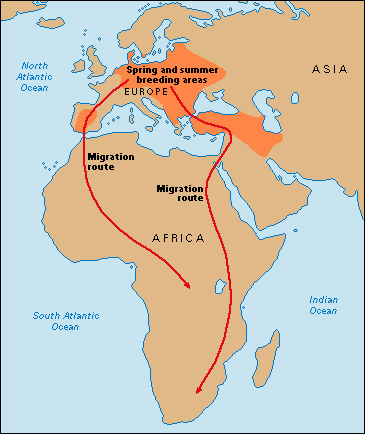 European white stork migration