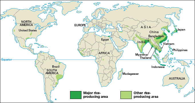 Rice-producing regions of the world