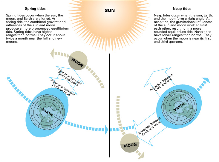 Spring-neap cycle