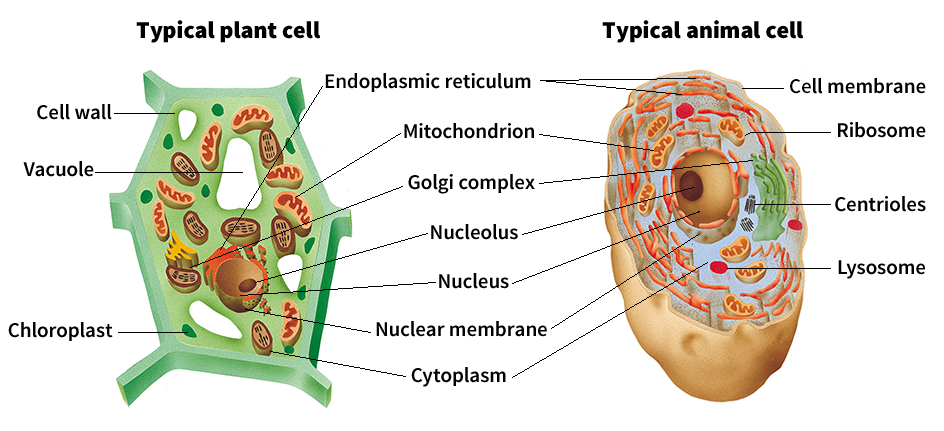 Structures of a cell