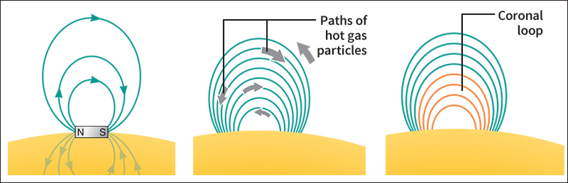 How coronal loops form