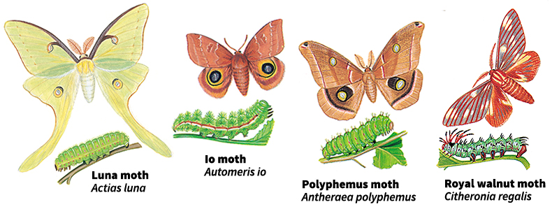 Giant silkworm moths and royal moths