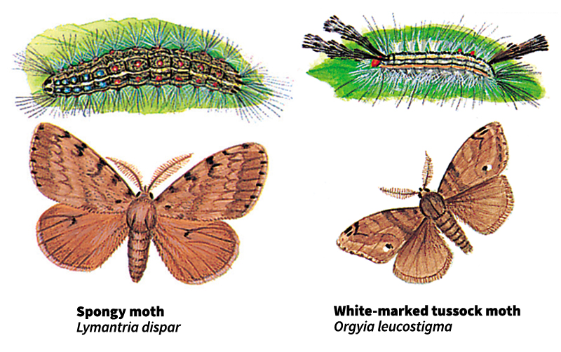 Tussock moths