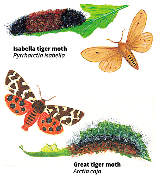 Tiger moths