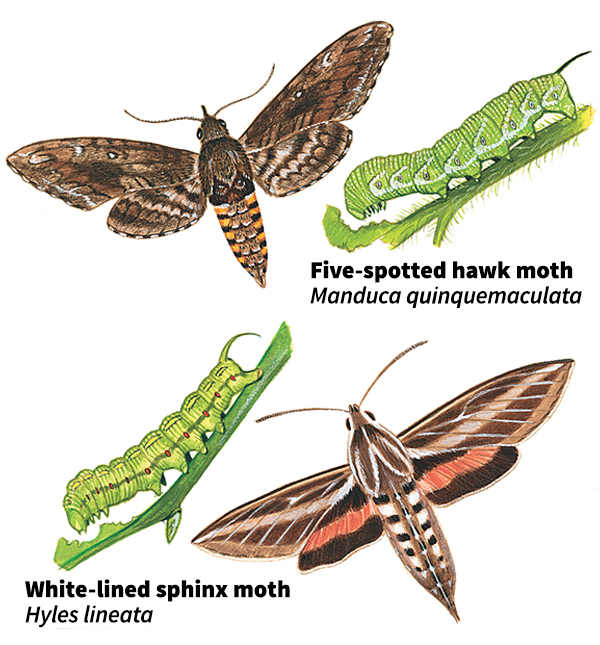 Hawk moths (sphinx moths)