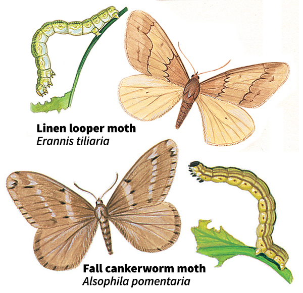 Measuringworm moths