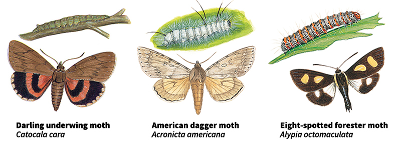 Owlet moths and underwing moths