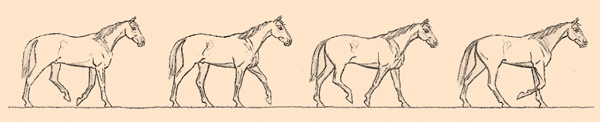 A horse's natural gait: walk