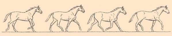 A horse's natural gait: trot