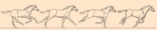 A horse's natural gait: canter