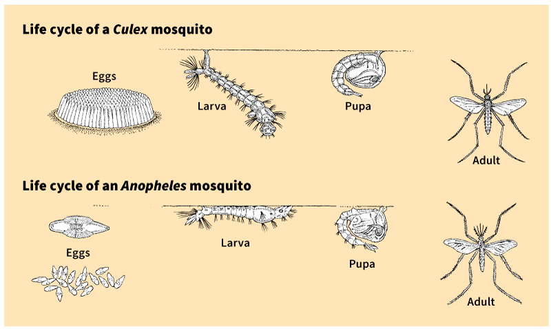 Life cycles of mosquitoes