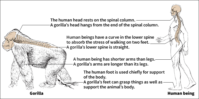 Physical differences between human beings and apes