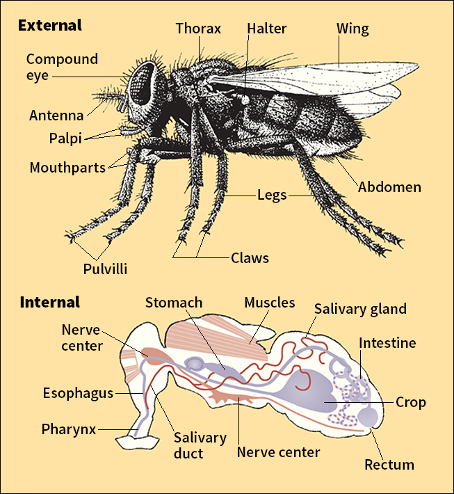 Body of a house fly