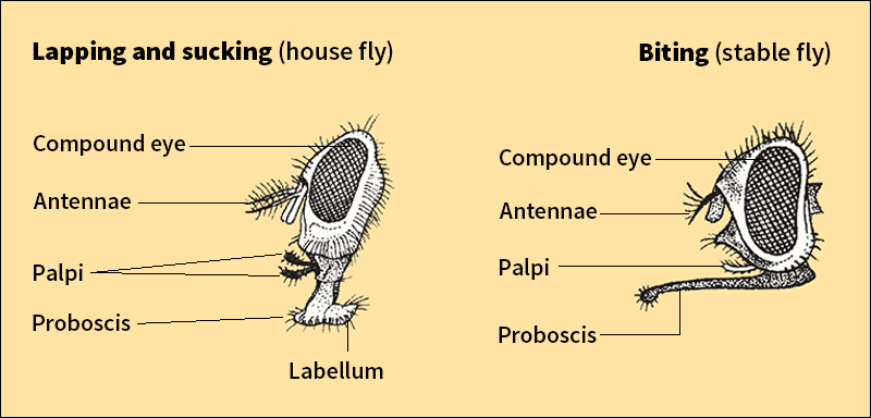 Kinds of fly mouthparts