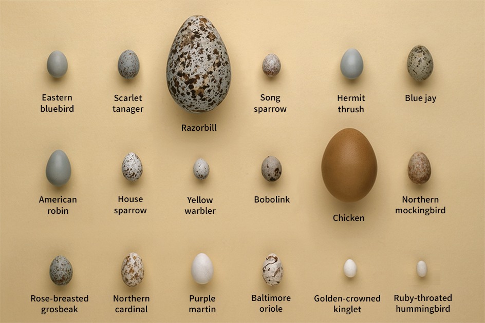 Birds' eggs