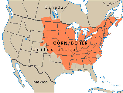 Corn borer in the United States