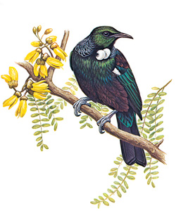 Tūī