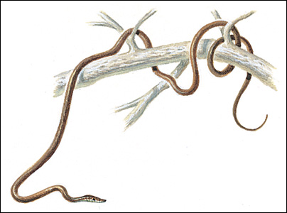 South American vine snake