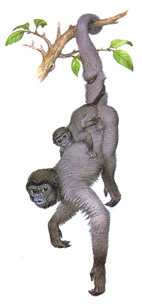 Common woolly monkey