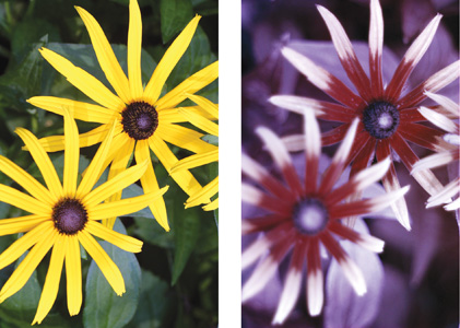 Flowers in visible and ultraviolet light