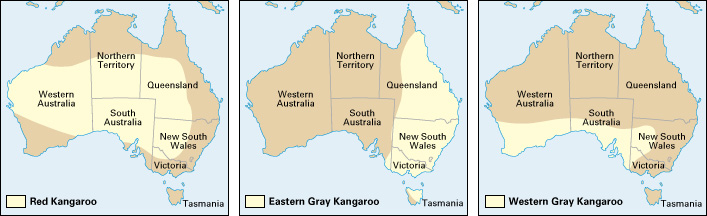 Where kangaroos live