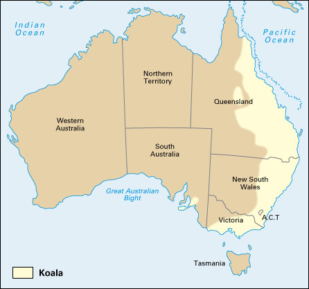 Where koalas live