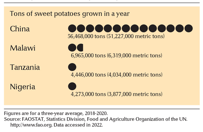 Leading sweet potato growing countries