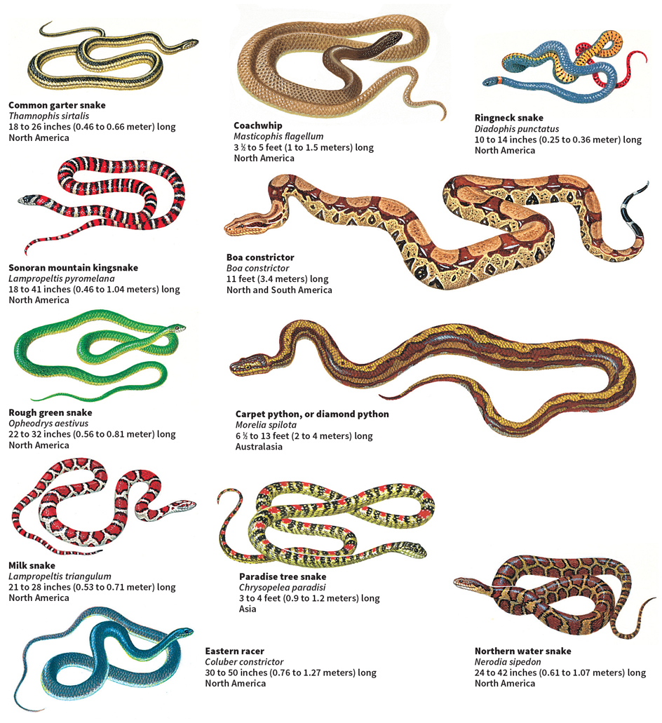 Some nonvenomous snakes of the world